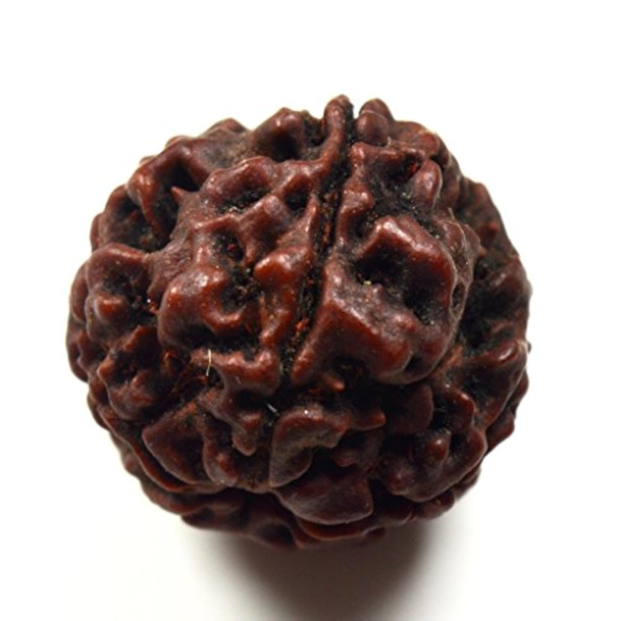 Natural 5 Mukhi Nepali Rudraksha Bead, Lab Certified